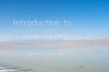 TIntroduction to symptoms of early pregnancy in Chihuahuas