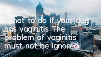 What to do if your dog has vaginitis? The problem of vaginitis must not be ignored!