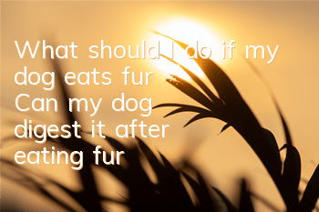 What should I do if my dog ​​eats fur? Can my dog ​​digest it after eating fur?