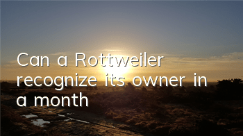 Can a Rottweiler recognize its owner in a month?