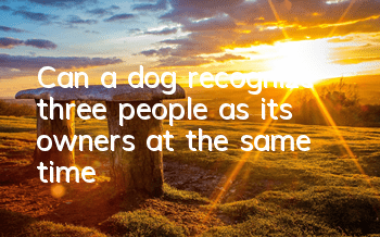 Can a dog recognize three people as its owners at the same time?