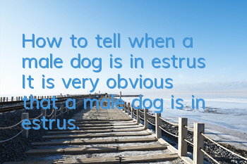How to tell when a male dog is in estrus? It is very obvious that a male dog is in estrus.