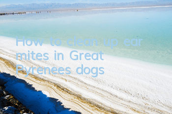 THow to clean up ear mites in Great Pyrenees dogs