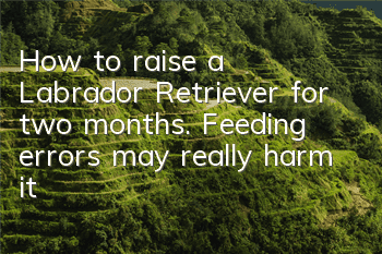 How to raise a Labrador Retriever for two months. Feeding errors may really harm it!