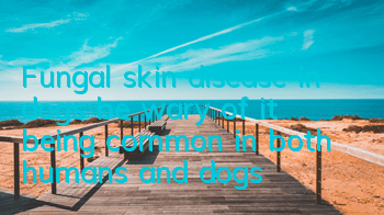 Fungal skin disease in dogs, be wary of it being common in both humans and dogs