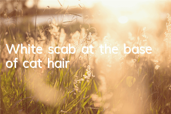 White scab at the base of cat hair