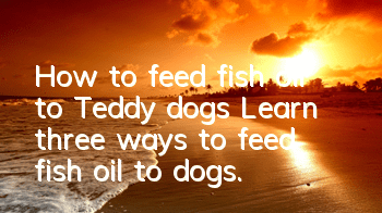 How to feed fish oil to Teddy dogs? Learn three ways to feed fish oil to dogs.