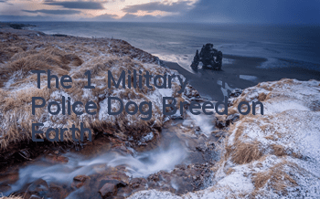 The #1 Military and Police Dog Breed on Earth