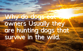 Why do dogs eat their owners? Usually they are hunting dogs that survive in the wild.