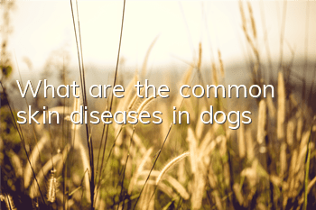 What are the common skin diseases in dogs?