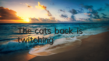 The cat's back is twitching
