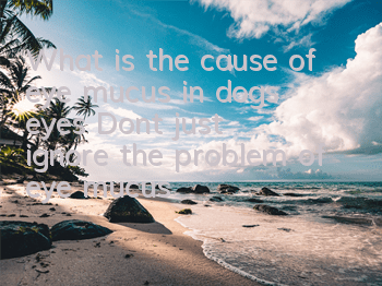 What is the cause of eye mucus in dogs’ eyes? Don’t just ignore the problem of eye mucus!