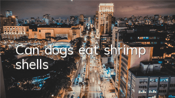 TCan dogs eat shrimp shells?