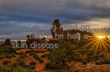 Does a dog need an injection if he has a skin disease?