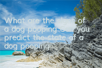 What are the signs of a dog pooping? Can you predict the state of a dog pooping?