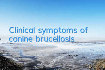 Clinical symptoms of canine brucellosis