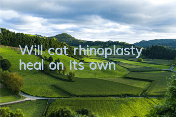 Will cat rhinoplasty heal on its own?