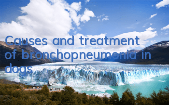 Causes and treatment of bronchopneumonia in dogs