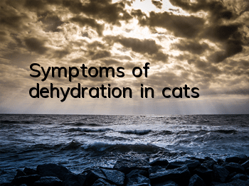 Symptoms of dehydration in cats