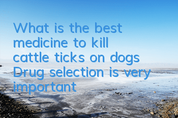 What is the best medicine to kill cattle ticks on dogs? Drug selection is very important