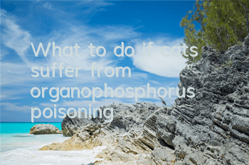 What to do if cats suffer from organophosphorus poisoning