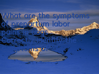 What are the symptoms of prepartum labor pains in dogs? Correctly identify the symptoms of dogs before giving birth.