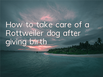 THow to take care of a Rottweiler dog after giving birth