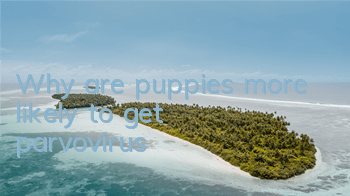 Why are puppies more likely to get parvovirus?