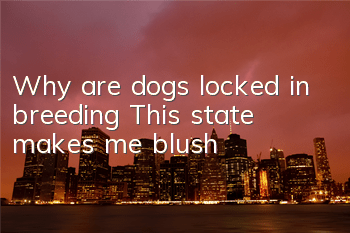 TWhy are dogs locked in breeding? This state makes me blush!