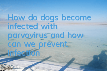 How do dogs become infected with parvovirus, and how can we prevent infection?