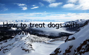 How to treat dogs with parvovirus?