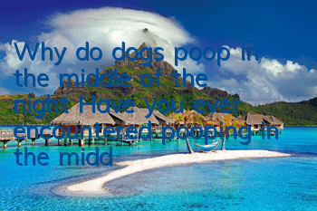Why do dogs poop in the middle of the night? Have you ever encountered pooping in the middle of the night?