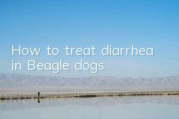 How to treat diarrhea in Beagle dogs?