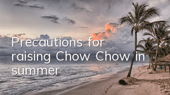 TPrecautions for raising Chow Chow in summer