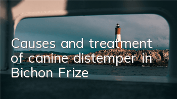 Causes and treatment of canine distemper in Bichon Frize