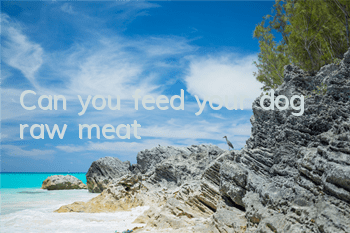 TCan you feed your dog raw meat?