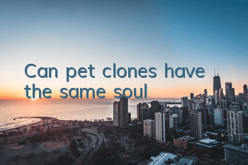 Can pet clones have the same soul?