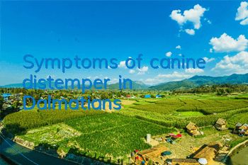 Symptoms of canine distemper in Dalmatians