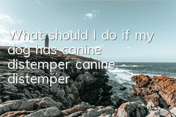 What should I do if my dog ​​has canine distemper (canine distemper)?