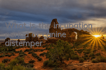 TWhat is the incubation period of canine distemper?