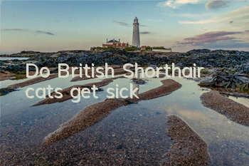 Do British Shorthair cats get sick?