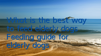 What is the best way to feed elderly dogs? Feeding guide for elderly dogs!