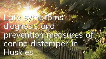 Late symptoms, diagnosis and prevention measures of canine distemper in Huskies