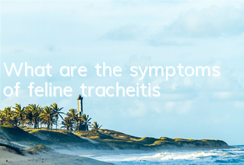 What are the symptoms of feline tracheitis?