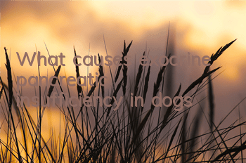 What causes exocrine pancreatic insufficiency in dogs?