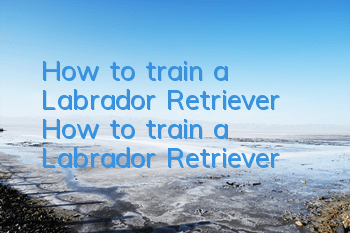 How to train a Labrador Retriever? How to train a Labrador Retriever!