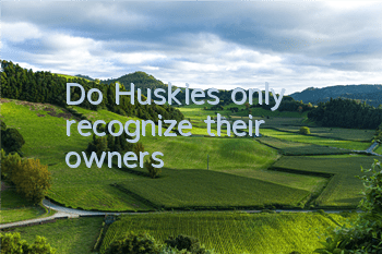 Do Huskies only recognize their owners?