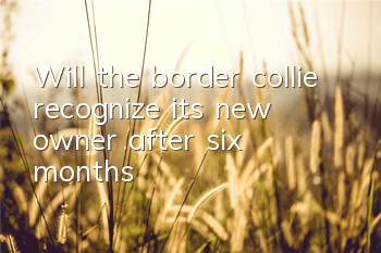 Will the border collie recognize its new owner after six months?
