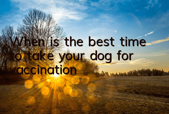 When is the best time to take your dog for vaccination?