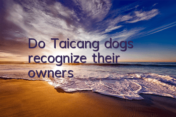 Do Taicang dogs recognize their owners?